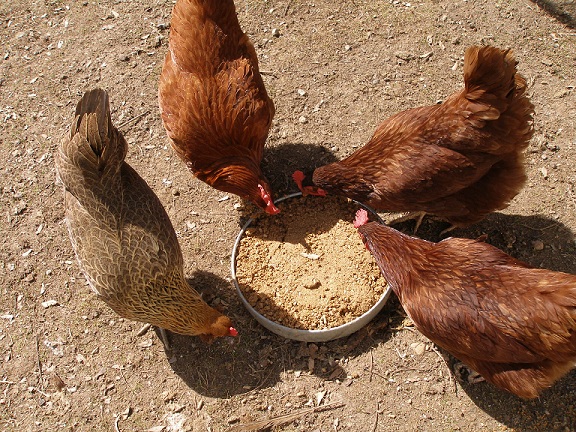 Galline alla mangiatoia