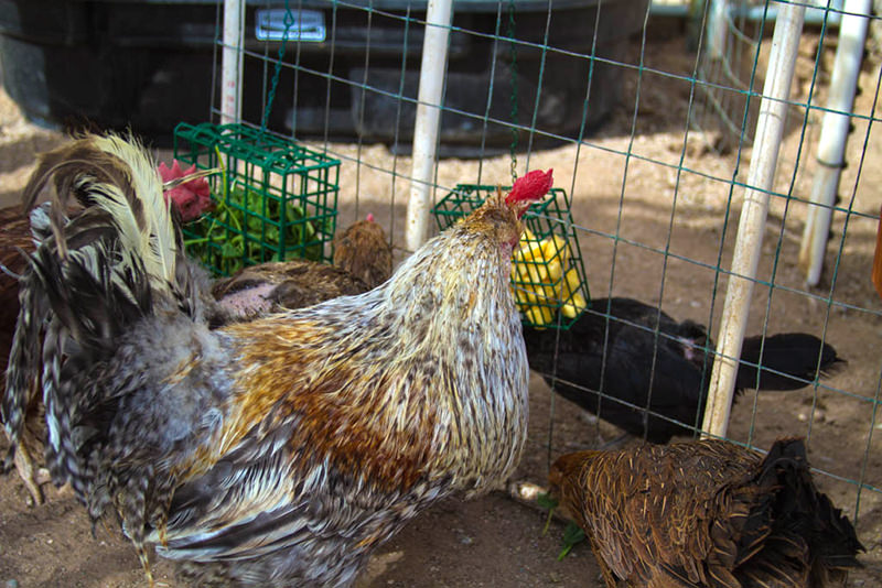 mini mangiatoie per galline a rastrelliere