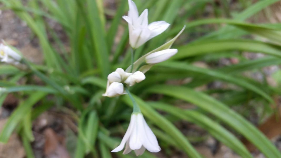 Alium triquetum