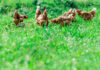 Prato di erbe spontanee, un ottimo pascolo per galline ovaiole ruspanti Rimedi naturali per la cura e il benessere delle galline | Tuttosullegalline.it