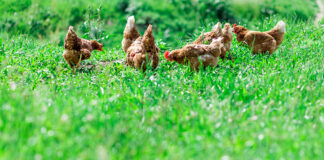 Rimedi naturali per la cura e il benessere delle galline | Tuttosullegalline.it