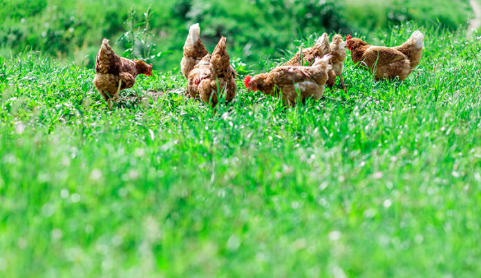 Rimedi naturali per la cura e il benessere delle galline | Tuttosullegalline.it