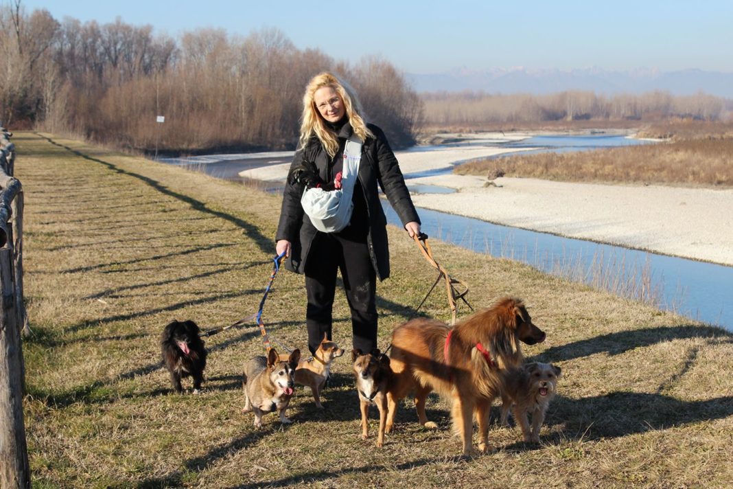 Apollo il gallo a passeggio con Alessandra i cani lungo il Piave.