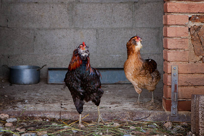 Coppia galline di razza Araucana | Agriturismo Poggio Diavolino