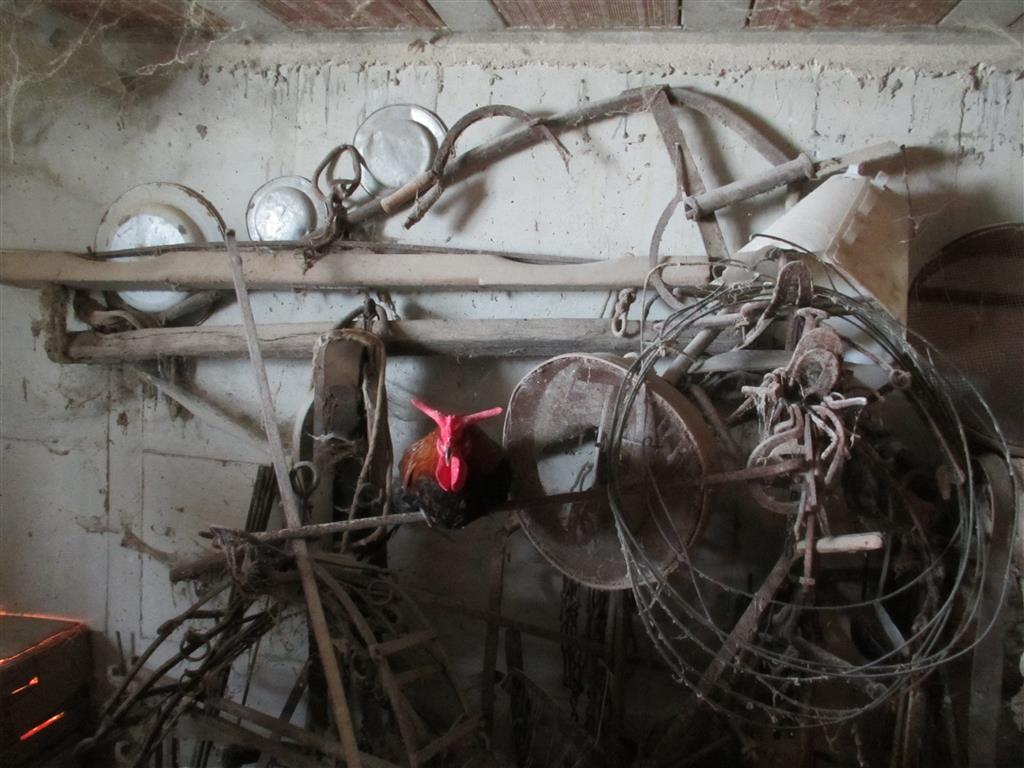 Gallo Cornuto di Caltanissetta (a corna di bue) all'interno di un'antica stalla di buoi