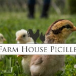 Farm House Picille - Allevamento galline ornamentali e ovaiole