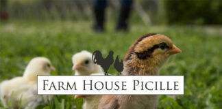 Farm House Picille - Allevamento galline ornamentali e ovaiole