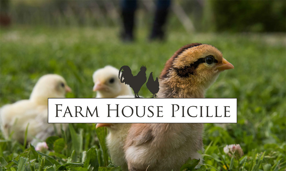 Farm House Picille - Allevamento galline ornamentali e ovaiole