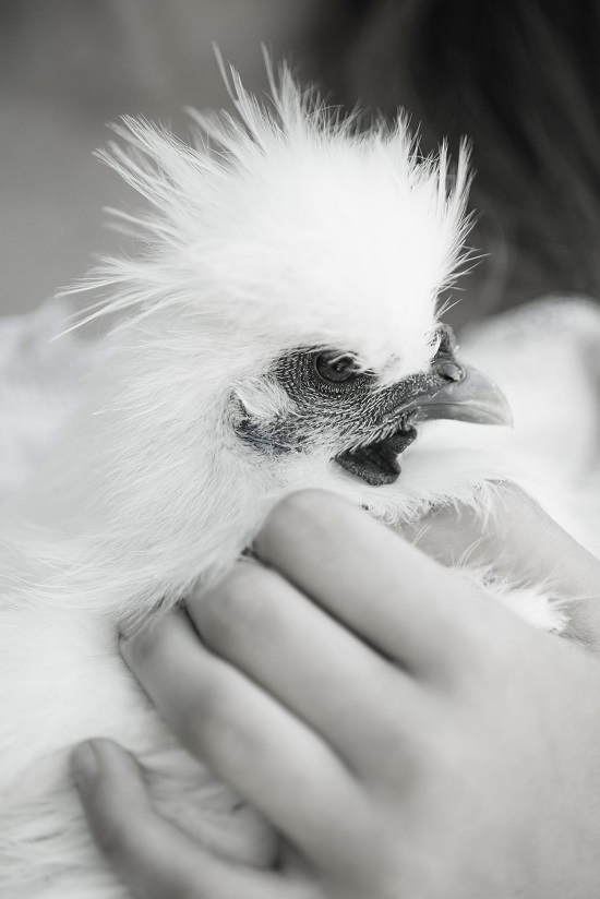 Foto Moda - bambina con gallina ornamentale moroseta