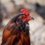 Agriturismo Poggio Diavolino | Allevamento galline razza Araucana, Marans, Cemani, Moroseta, Amrocks, Livorno