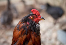 Agriturismo Poggio Diavolino | Allevamento galline razza Araucana, Marans, Cemani, Moroseta, Amrocks, Livorno