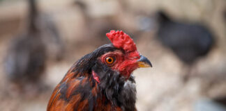 Agriturismo Poggio Diavolino | Allevamento galline razza Araucana, Marans, Cemani, Moroseta, Amrocks, Livorno