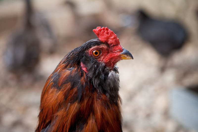 Galletto di razza Araucana - Agriturismo Poggio Diavolino