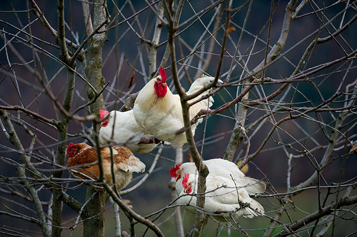 Galline sui rami di un albero