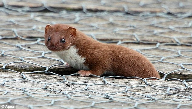 La donnola, uno dei predatori più temibili per le galline del nostro pollaio.