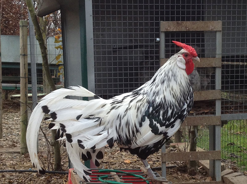 Gallina ornamentale allevamento i polli del diavolo