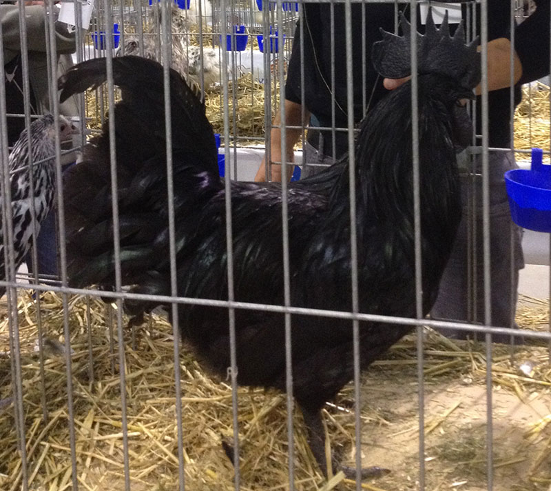 Gallina ornamentale Cimani