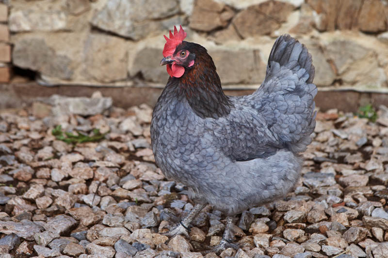 Gallina razza Marans - Agriturismo Poggio Diavolino