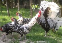 Agriturismo San Michele | Allevamento galline razza Cemani, Livorno, Italiane, Amburgo, Padovane, Marans, Moroseta, Sebright