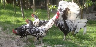 Agriturismo San Michele | Allevamento galline razza Cemani, Livorno, Italiane, Amburgo, Padovane, Marans, Moroseta, Sebright
