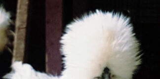 Gallina ornamentale Moroseta