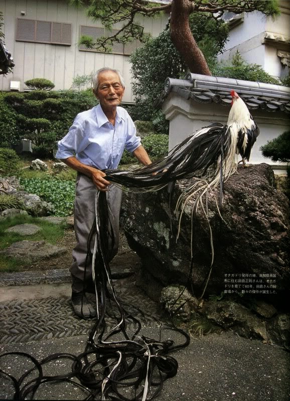Gallo Onagadori con il Signor Masanori Tajima