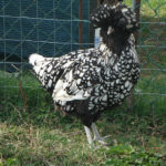 Gallina razza Padovana