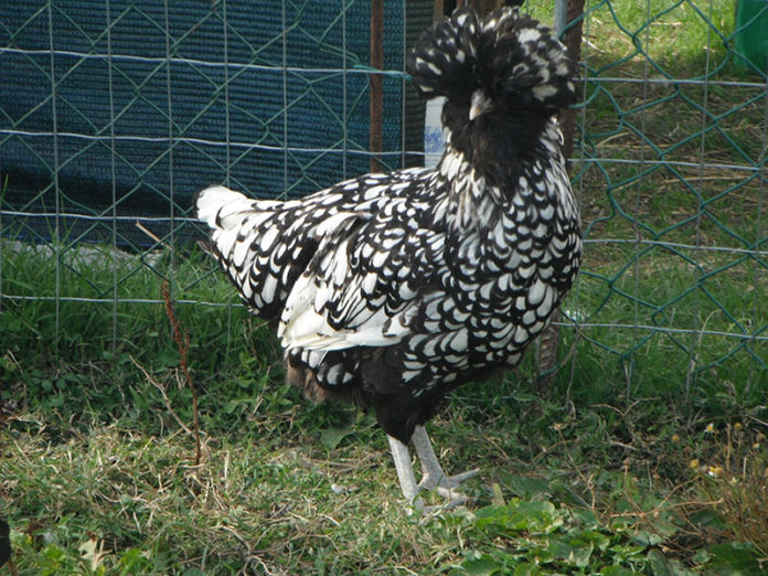 Gallina razza Padovana