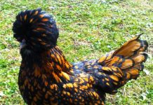 Gallina ornamentale Padovana