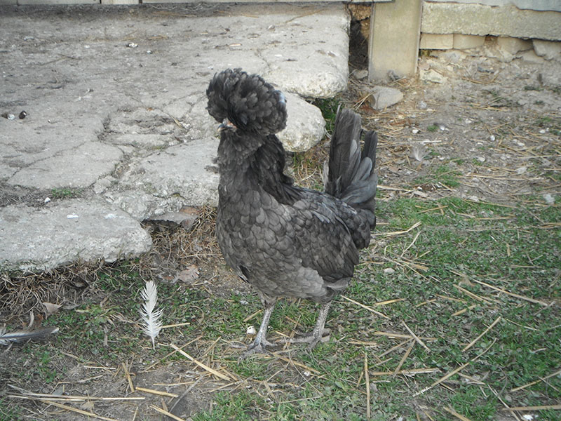 Gallina razza Padovana