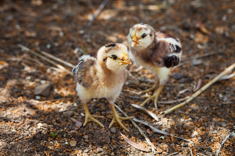 Pulcini razza Araucana - Agriturismo Poggio Diavolino