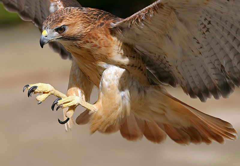 Rapaci predatori delle galline del pollaio