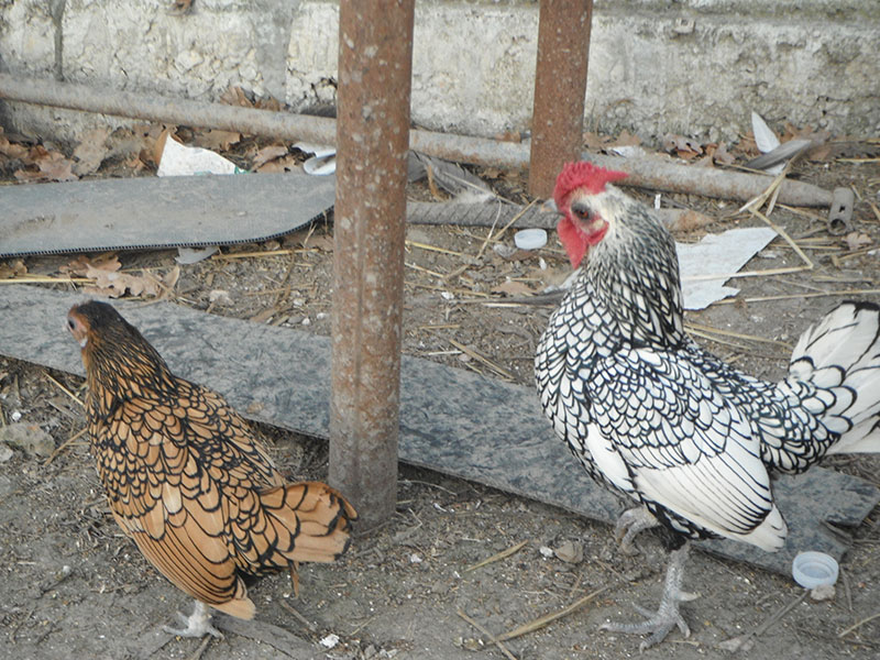 Gallina razza Padovana