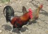 Gallina ovaiola razza siciliana | Tuttosullegalline.it