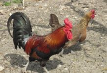 Gallina ovaiola razza siciliana | Tuttosullegalline.it