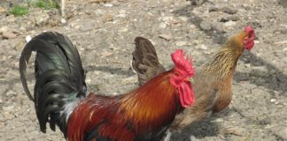 Gallina ovaiola razza siciliana | Tuttosullegalline.it