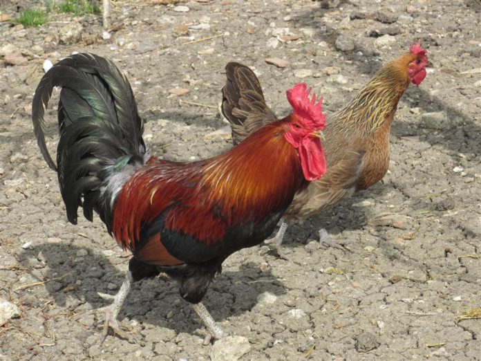 Gallina ovaiola razza siciliana | Tuttosullegalline.it