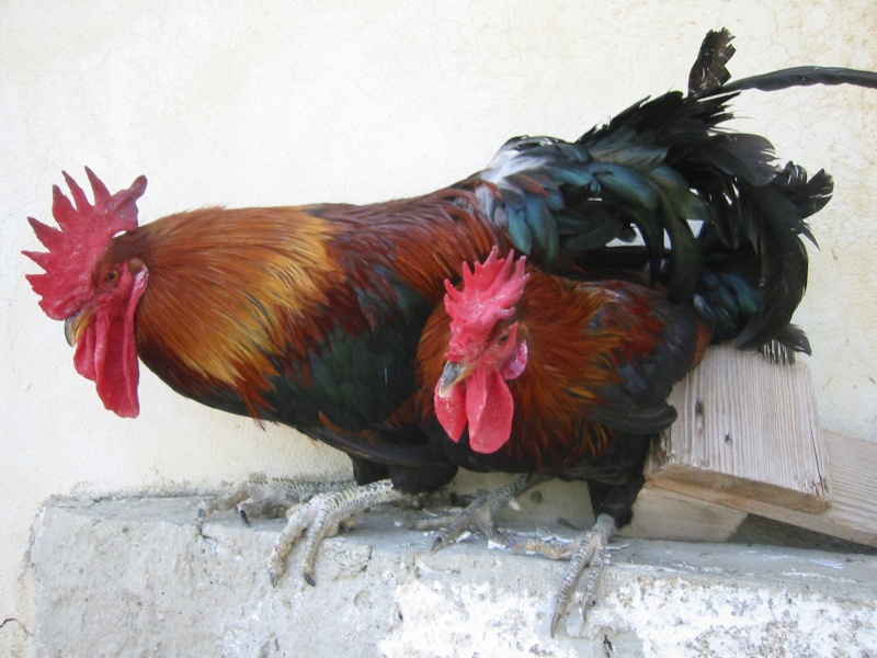 Un grosso e robusto Gallo Nostrano delle Madonie e il leggero Gallo Siciliano con cresta a coppa