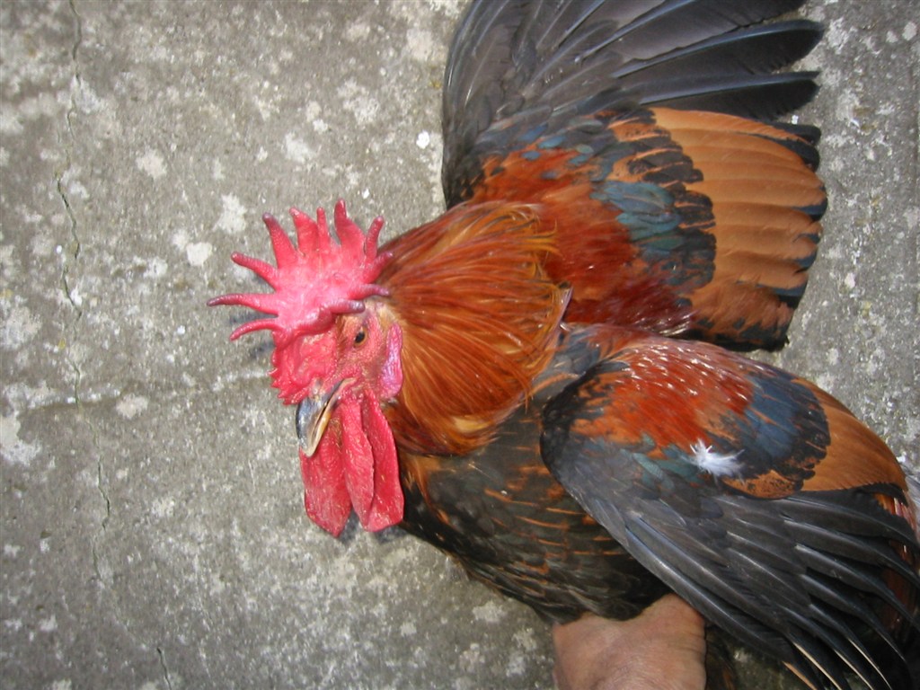 Gallo di razza Siciliana con caratteristica cresta a corona