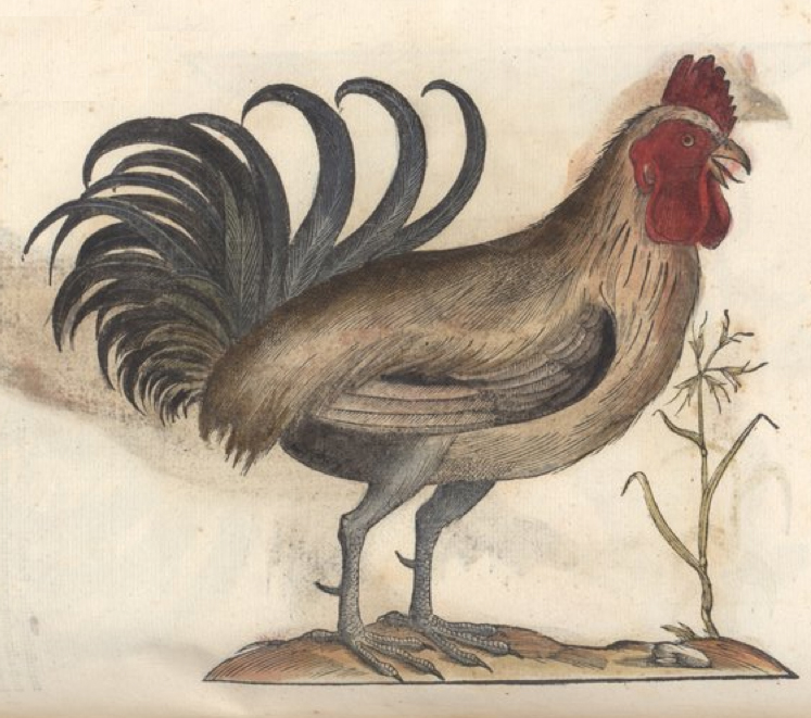 Gallus turcicus dall'Ornithologiae tomus alter di Ulisse Aldrovandi (1522–1605)