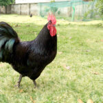 Allevamento Molino - galline