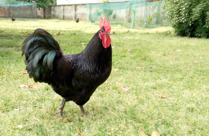 Allevamento Molino - galline