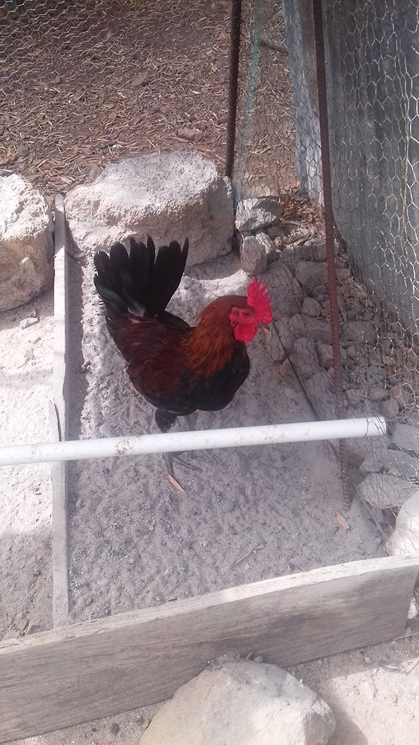 allevamento gallina siciliana