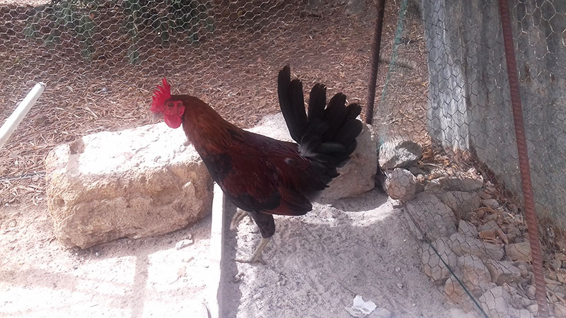 allevamento gallina siciliana