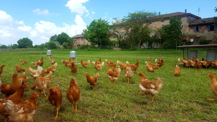 Gerre del Sole - Allevamento galline ovaiole