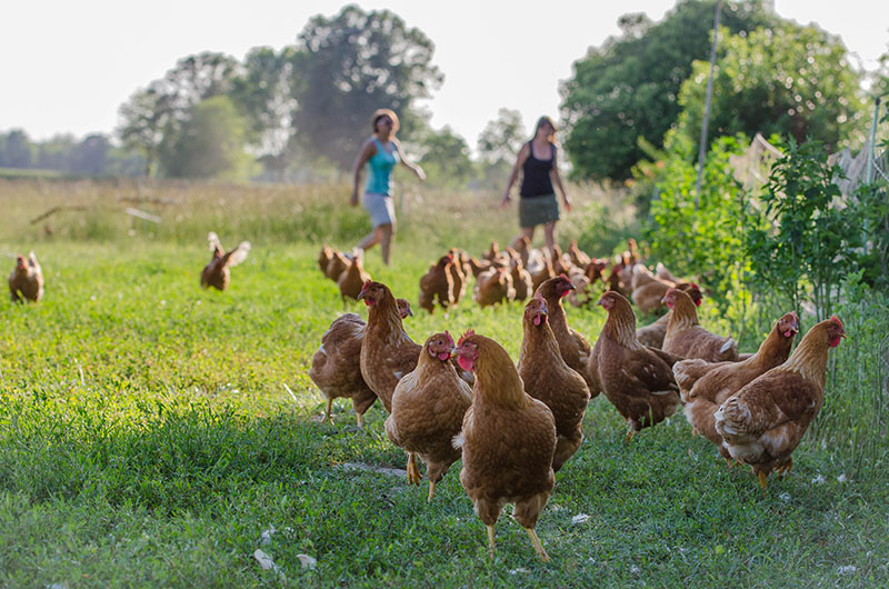 Gerre del Sole - Allevamento galline ovaiole