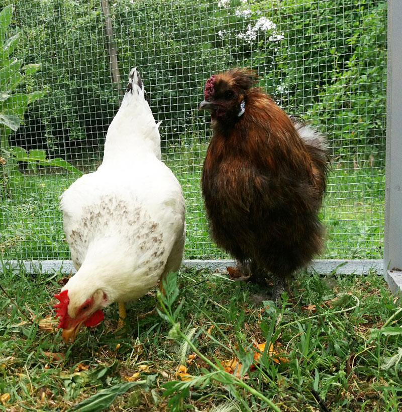 Allevamento PIO BIO, coppia di galline