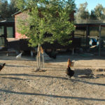 Casa del Gallo, allevamento avicolo