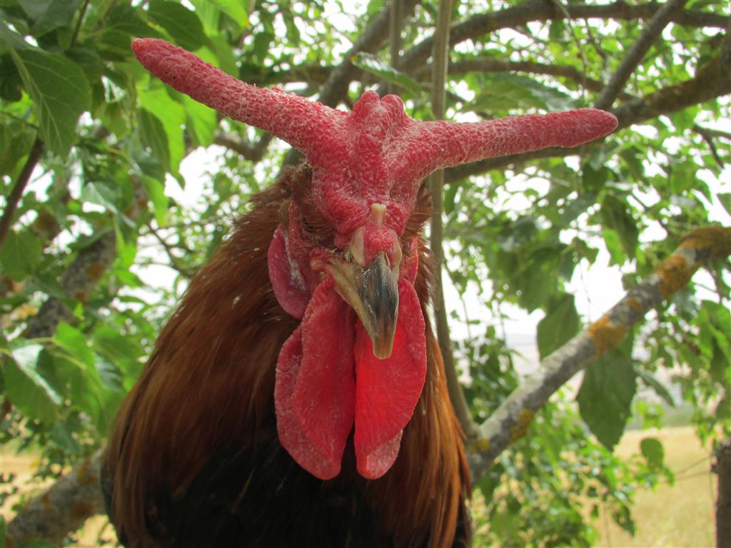 Gallo Cornuto di Caltanissetta (a corna di bue)