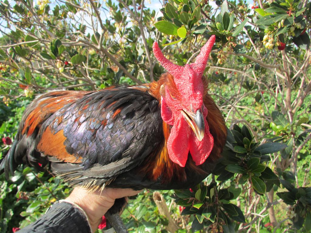 Gallo adulto di razza Cornuta di Caltanissetta